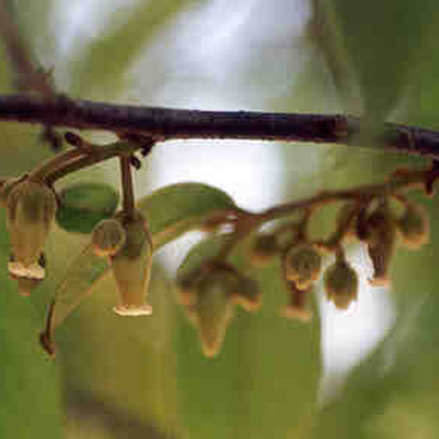 จันอิน Diospyros decandra Lour.<br/>EBENACEAE